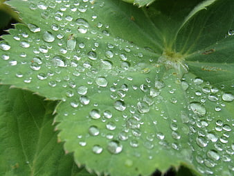 Close-up of green leaf with water droplets