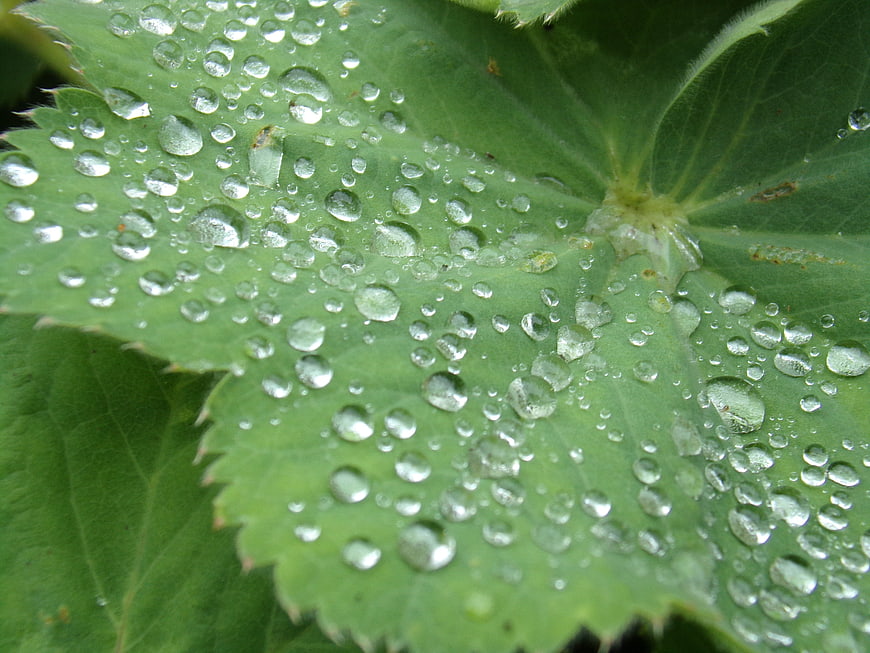 Close-up of green leaf with water droplets