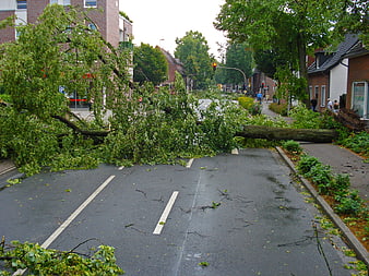 Uprooted tree blocking city street after storm damage