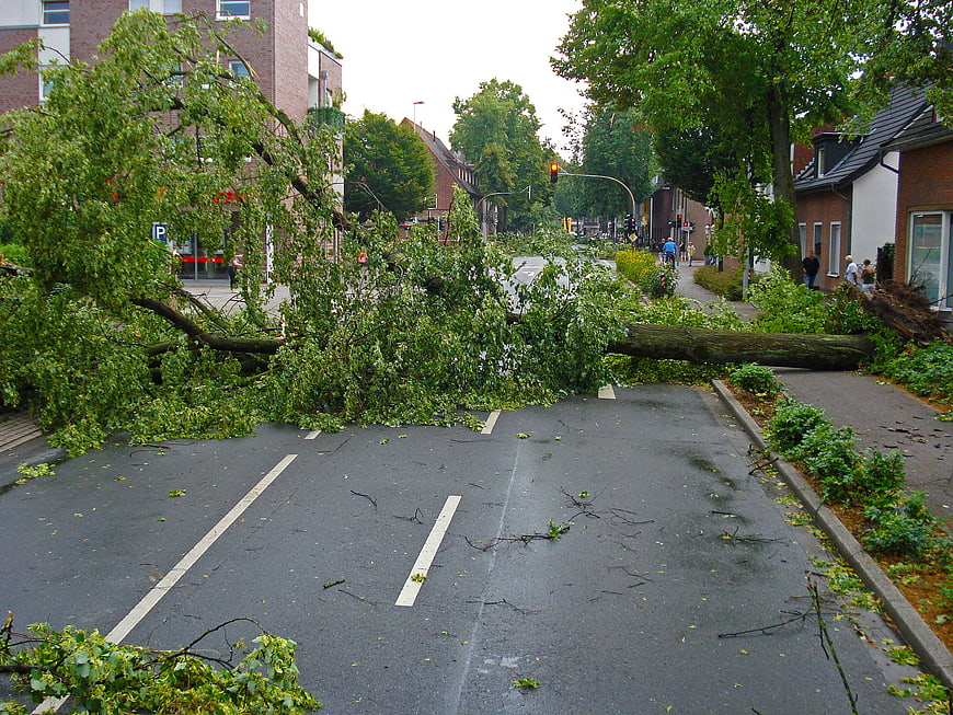 Uprooted tree blocking city street after storm damage