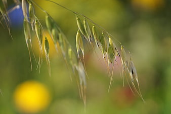 Close-up of green oat seed heads in a meadow