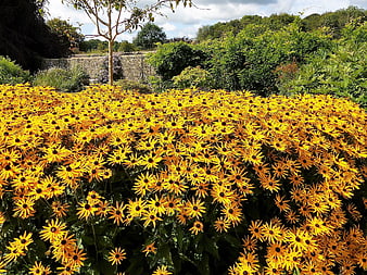 Vibrant yellow black-eyed susans blooming in a lush garden
