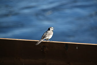 White Wagtail Bird Singing on Wooden Beam