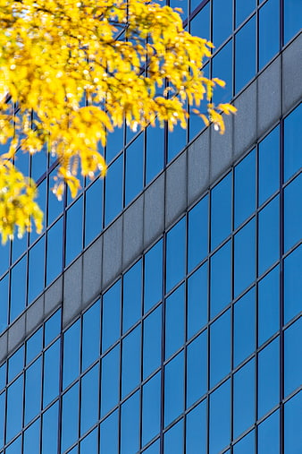 Modern Glass Office Building with Yellow Autumn Leaves
