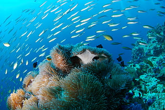Underwater Coral Reef With Sea Anemone And School Of Fish
