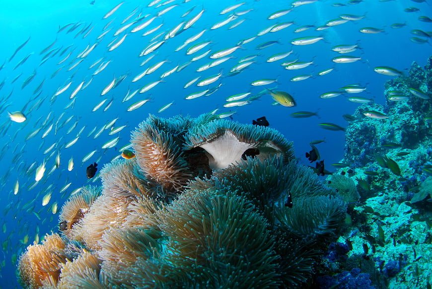 Underwater Coral Reef With Sea Anemone And School Of Fish