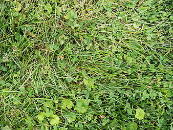 Green Grass and Clover Texture Background