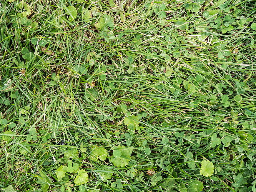 Green Grass and Clover Texture Background