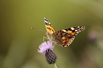Painted Lady Butterfly on Purple Thistle Flower Macro