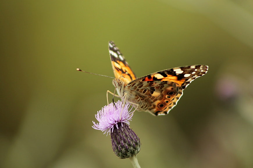 Painted Lady Butterfly on Purple Thistle Flower Macro