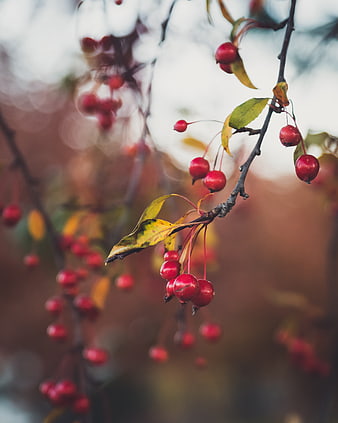 Close-up of red crabapples on a branch in autumn