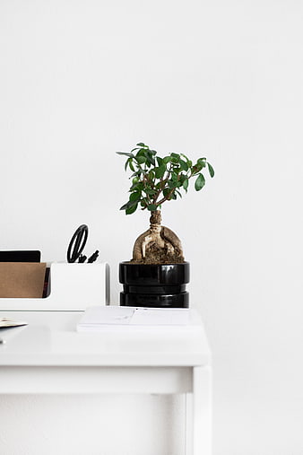 Minimalist white desk with bonsai plant and office supplies