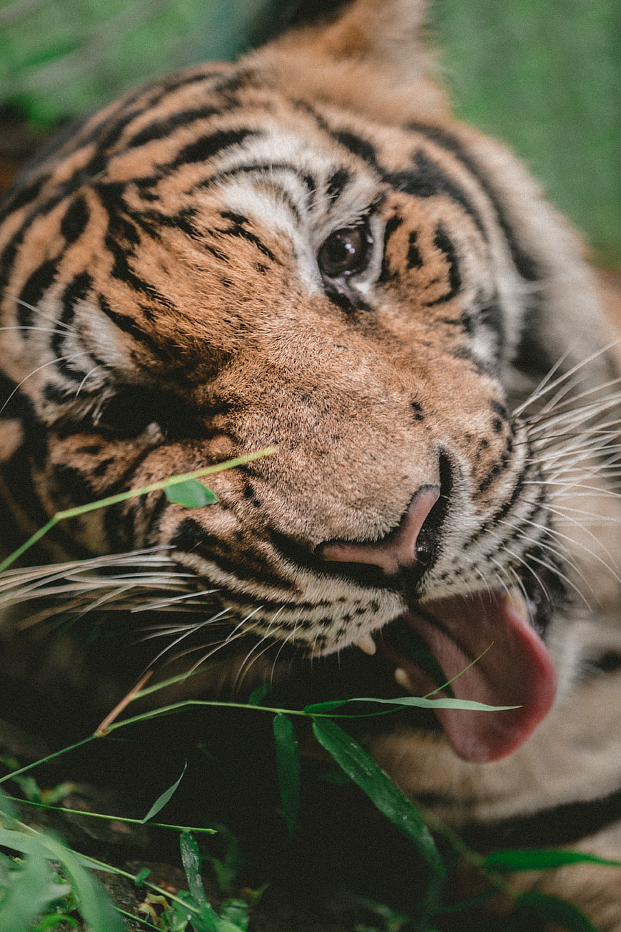 Close-up of a tiger licking its nose in the wild