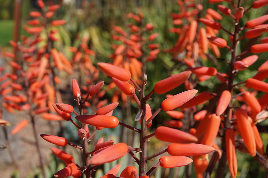 Close-up of vibrant orange aloe vera flowers in bloom