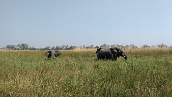 African Elephants Grazing In Okavango Delta Grassland