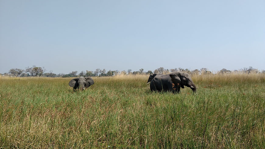 African Elephants Grazing In Okavango Delta Grassland