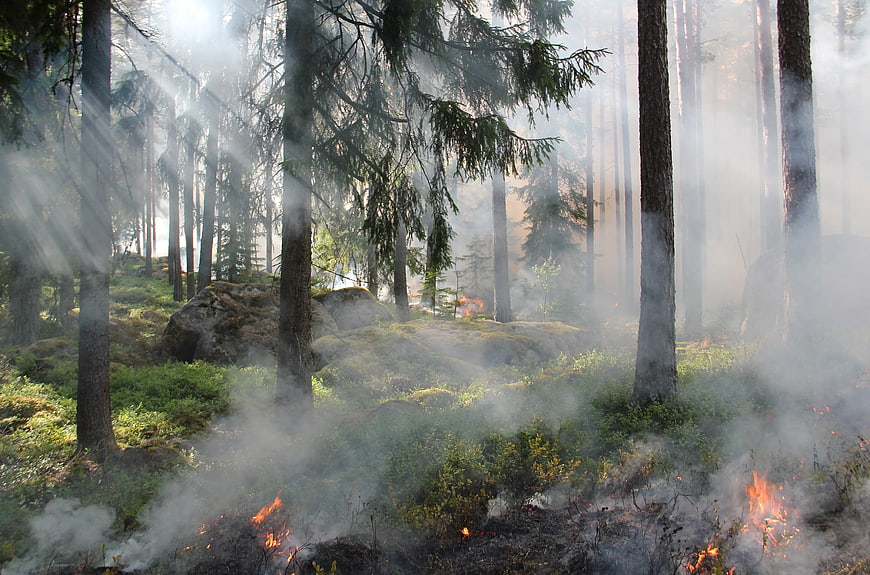 Forest fire with smoke and sunlight rays in pine woods