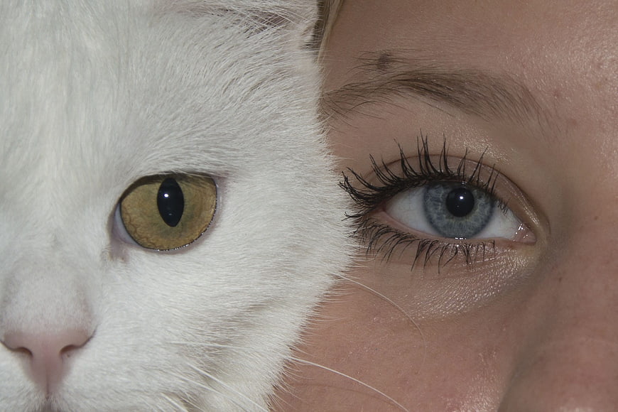 Close-up of white cat and woman's blue eye