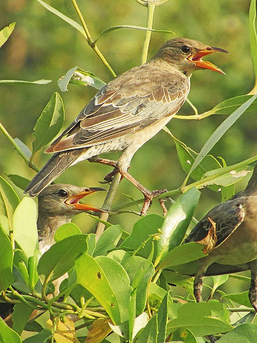 Long-billed Pipit Birds Feeding in Green Foliage