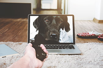 Black dog on laptop screen holding human hand paw