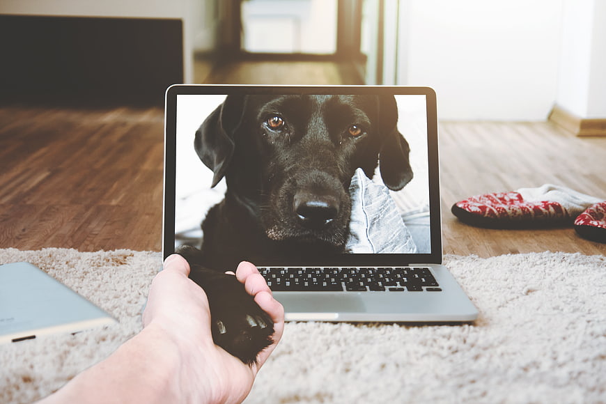 Black dog on laptop screen holding human hand paw