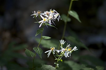 White Aster Flowers in Natural Forest Setting