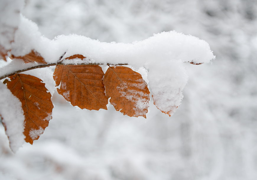 Snow-covered brown beech leaves on a branch in winter