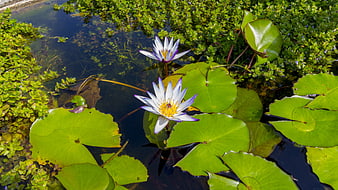 White and Purple Water Lilies Floating on Green Lily Pads in a Pond