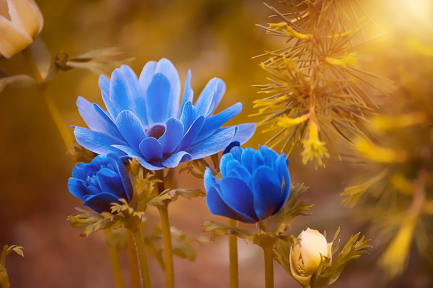 Vibrant Blue Anemone Flowers in Golden Sunlight