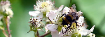 Honeybee Pollinating White Flower In Garden