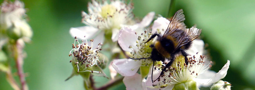 Honeybee Pollinating White Flower In Garden