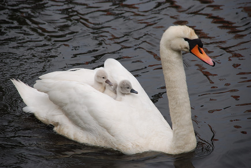 Mute Swan with Two Grey Cygnets on Dark Water