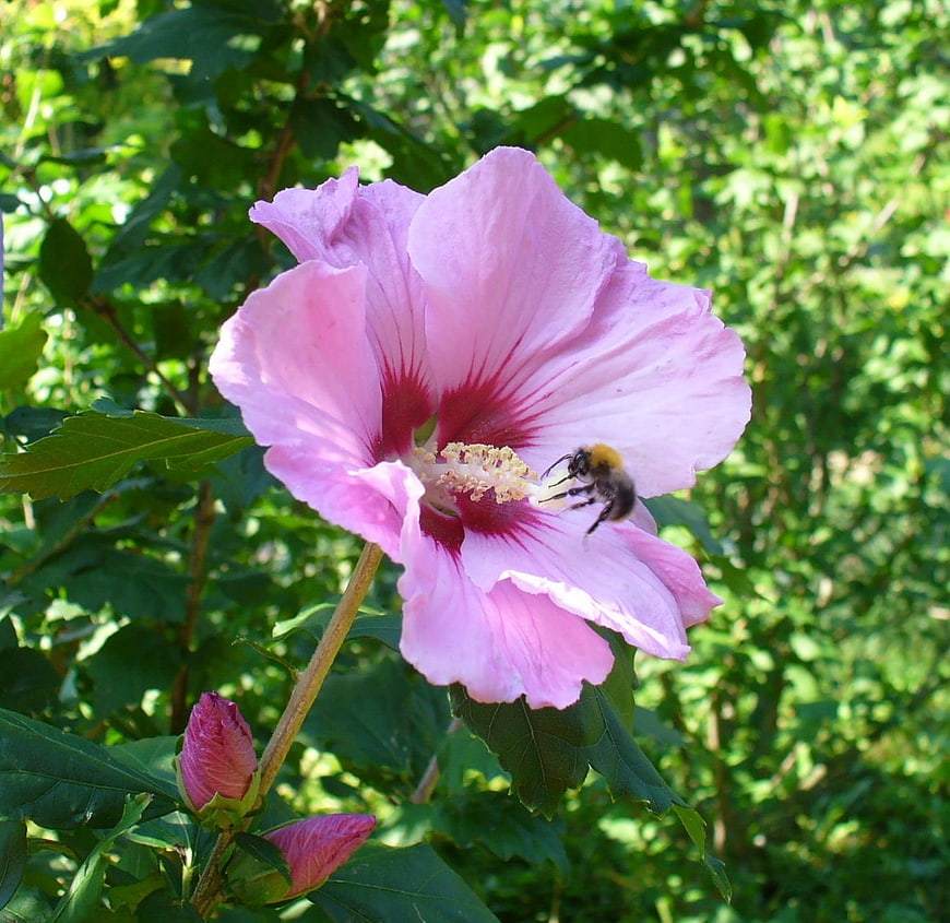 Pink Hibiscus Flower with Bee Pollinating in Garden