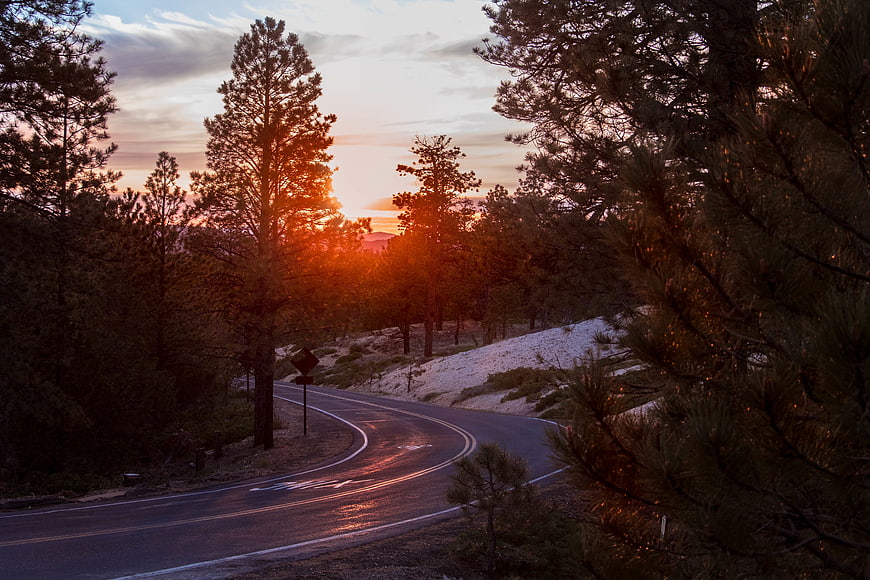 Winding Forest Road at Sunset with Golden Hour Light