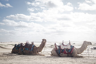 Two Saddled Camels Resting in Sandy Desert Landscape