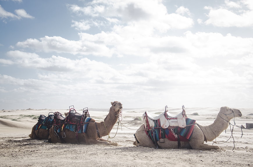 Two Saddled Camels Resting in Sandy Desert Landscape