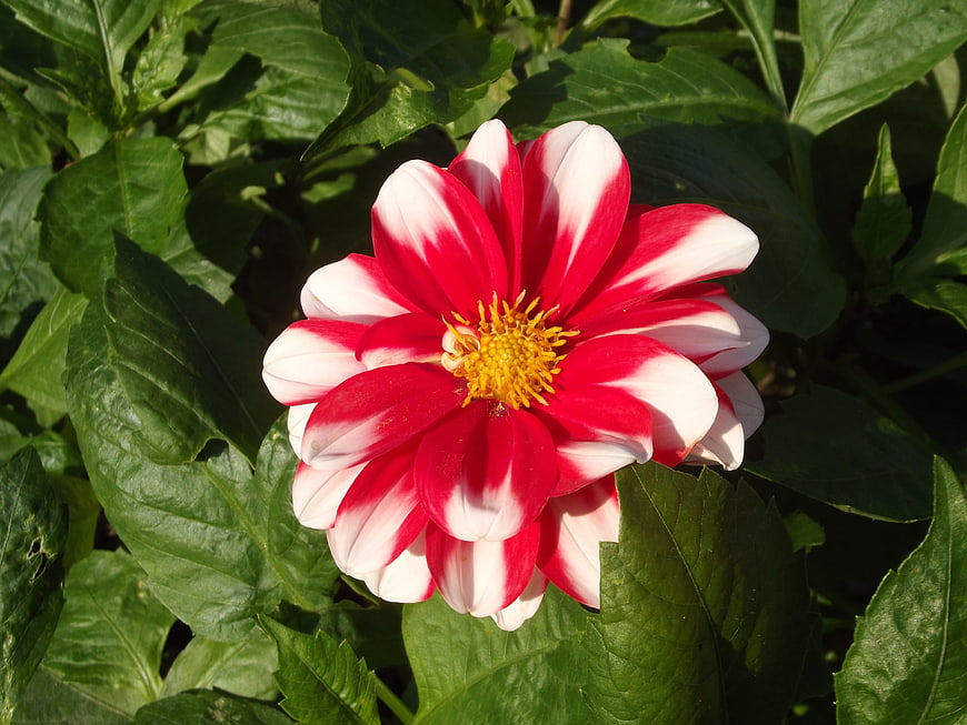 Red and White Bicolor Dahlia Flower in Garden