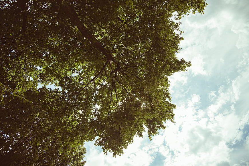 Low angle view of green tree canopy against cloudy sky