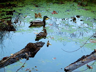 Male and Female Mallard Ducks Swimming in Pond