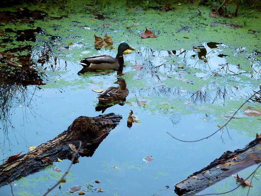 Male and Female Mallard Ducks Swimming in Pond
