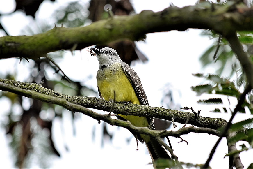 Great Kiskadee bird perched on branch with insect