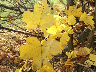 Close-up of yellow oak leaves in autumn sunlight
