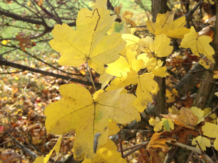 Close-up of yellow oak leaves in autumn sunlight
