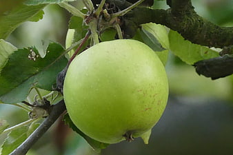 Close-up of a green apple hanging on a tree branch