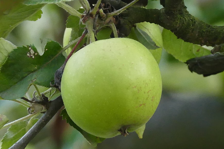 Close-up of a green apple hanging on a tree branch