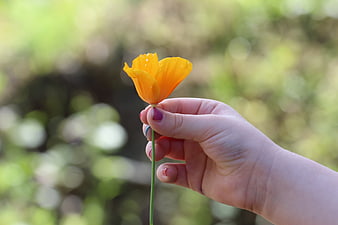 Hand holding orange poppy flower against blurred green background
