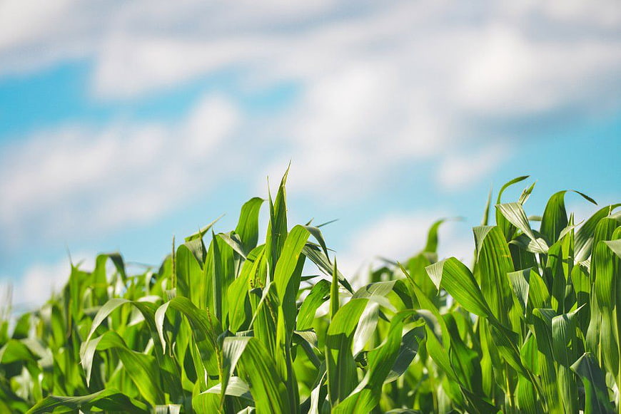 Lush Green Cornfield Under Blue Sky with Clouds