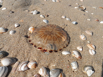Washed up jellyfish on sandy beach with seashells