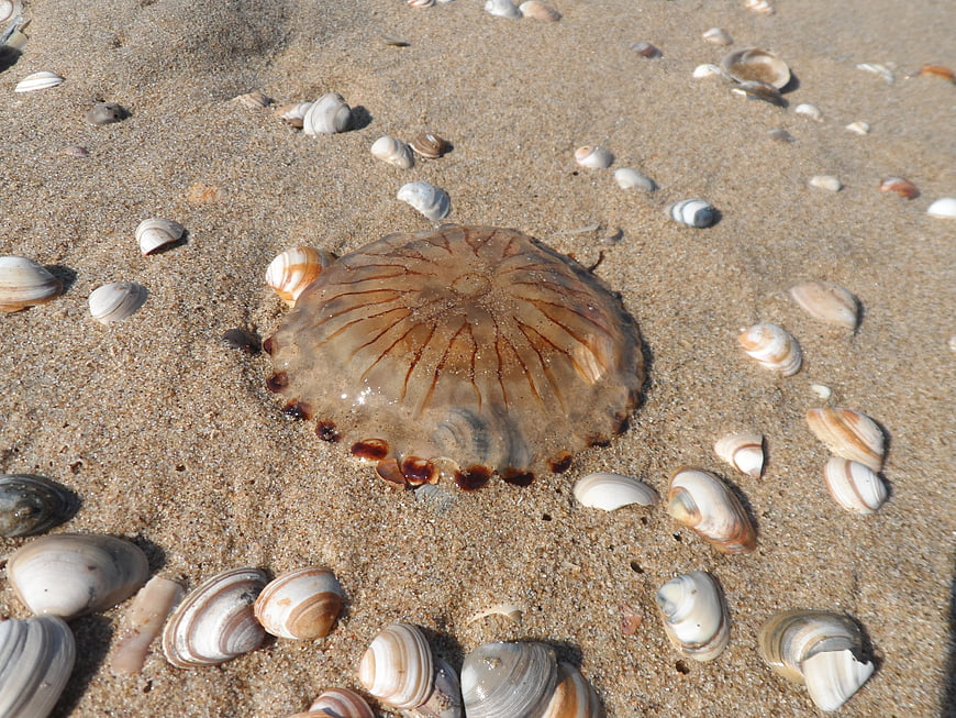 Washed up jellyfish on sandy beach with seashells