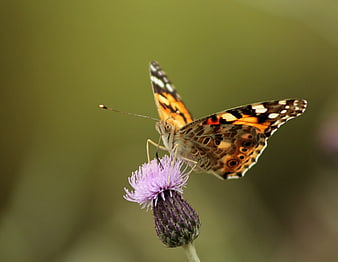 Painted Lady Butterfly on Purple Thistle Flower